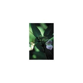 BACH REMEDIES Bach Impatiens 20 Ml