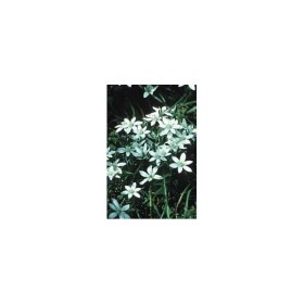 BACH REMEDIES Bach Star Of Bethleem 20 Ml