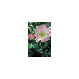 BACH REMEDIES Bach Wild Rose 20 Ml
