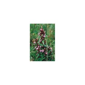 BACH REMEDIES Bach Gentian 20 Ml