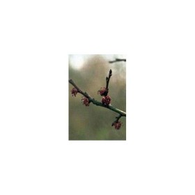 BACH REMEDIES Bach Elm 20 Ml