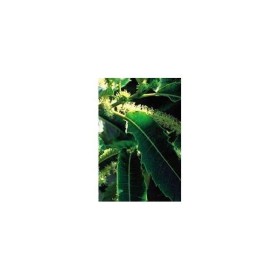 BACH REMEDIES Bach Sweet Chestnut 20 Ml