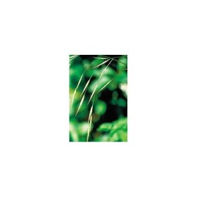 BACH REMEDIES Bach Wild Oat 20 Ml