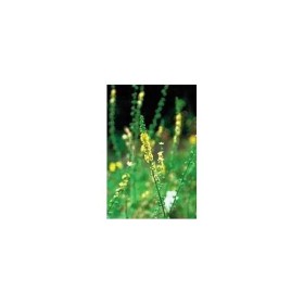 BACH REMEDIES Bach Agrimony