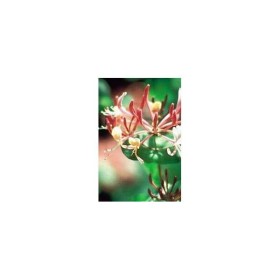 BACH REMEDIES Bach Honeysuckle 20 Ml