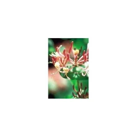 BACH REMEDIES Bach Honeysuckle 20 Ml