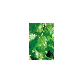 BACH REMEDIES Bach Oak 20 Ml