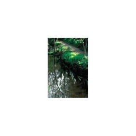 BACH REMEDIES Bach Rock Water 20 Ml