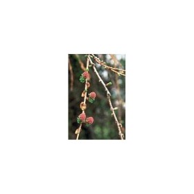 BACH REMEDIES Bach Larch 20 Ml