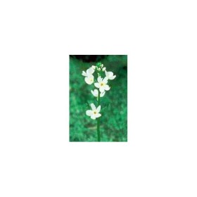 BACH REMEDIES Bach Water Violet 20 Ml