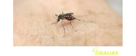 Τσιμπήματα εντόμων. Όλα όσα πρέπει να γνωρίζετε.