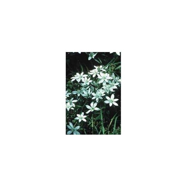 BACH REMEDIES Bach Star Of Bethleem 20 Ml