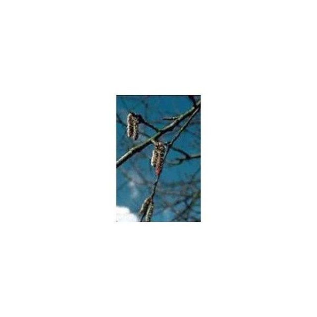 BACH REMEDIES Bach Aspen