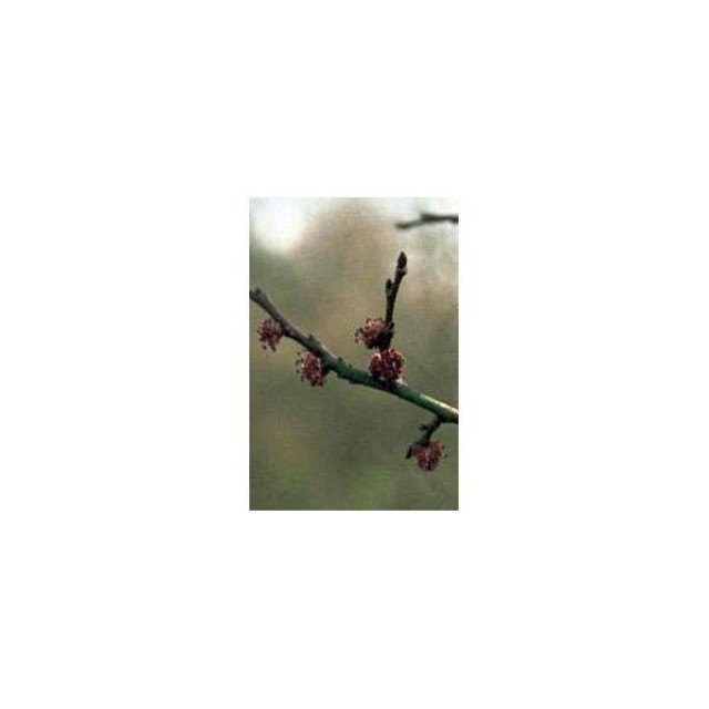 BACH REMEDIES Bach Elm 20 Ml