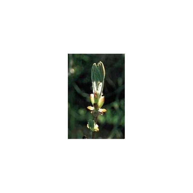 BACH REMEDIES Bach Chestnut Bud 20 Ml