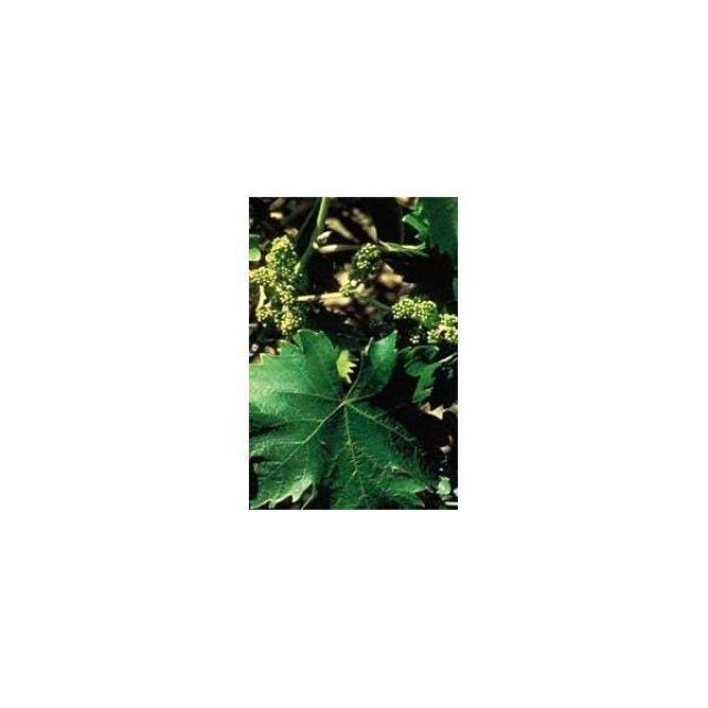 BACH REMEDIES Bach Vine 20 Ml
