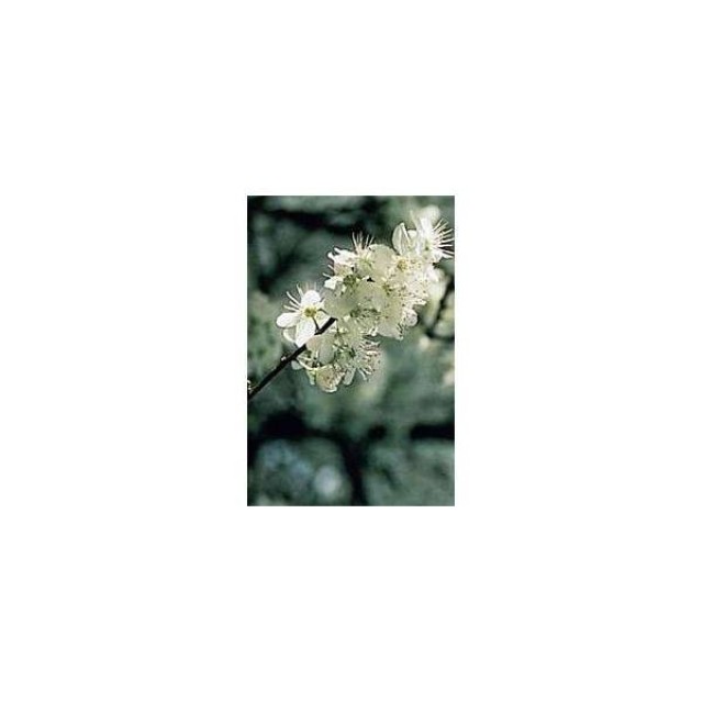 BACH REMEDIES Bach Cherry Plum 20 Ml
