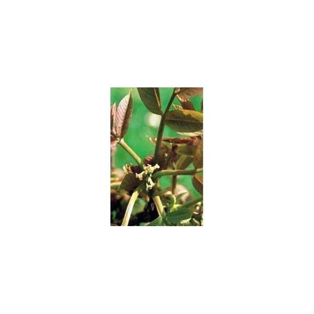 BACH REMEDIES Bach Walnut 20 Ml