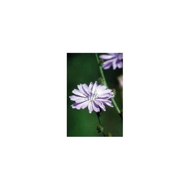BACH REMEDIES Bach Chicory 20 Ml