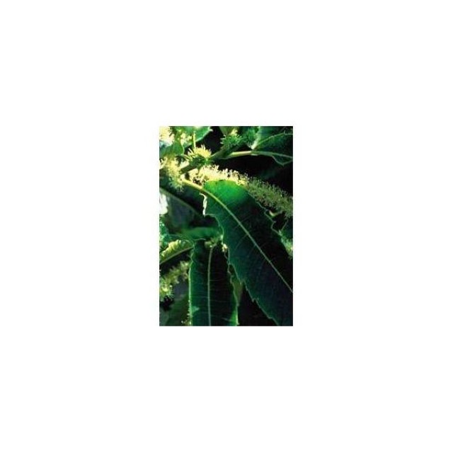 BACH REMEDIES Bach Sweet Chestnut 20 Ml