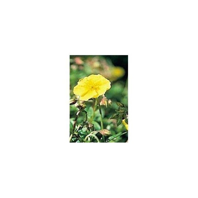 BACH REMEDIES Bach Rock Rose 20 Ml