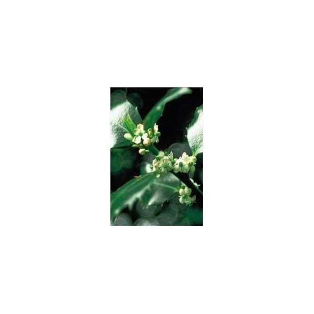 BACH REMEDIES Bach Holly 20 Ml