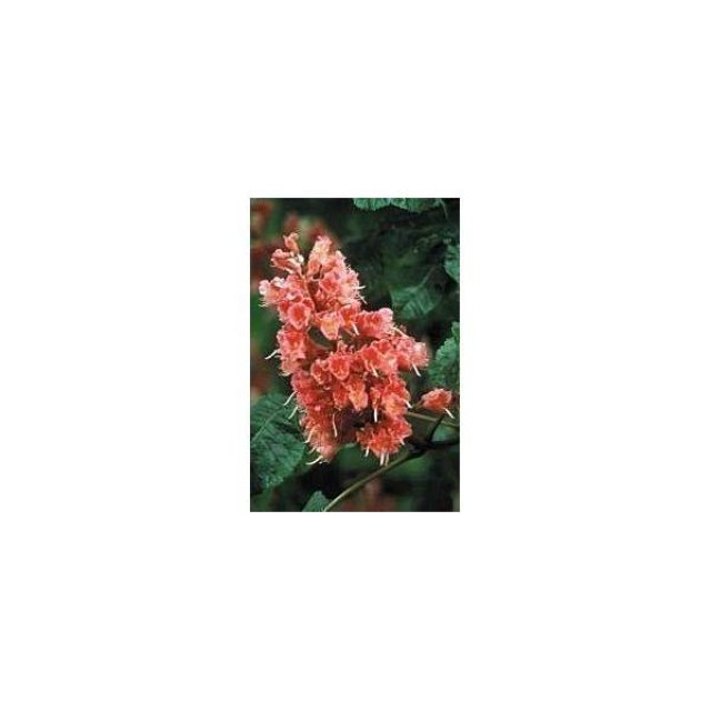 BACH REMEDIES Bach Red Chestnut 20 Ml