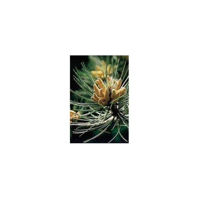BACH REMEDIES Bach Pine 20 Ml