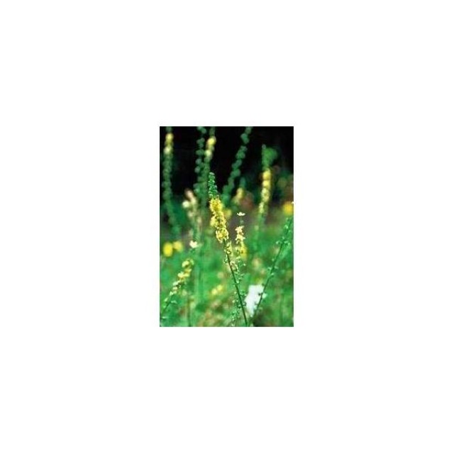 BACH REMEDIES Bach Agrimony
