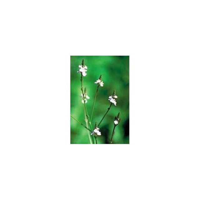 BACH REMEDIES Bach Vervain 20 Ml
