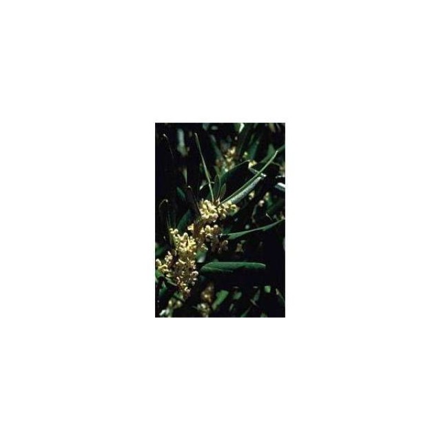 BACH REMEDIES Bach Olive 20 Ml