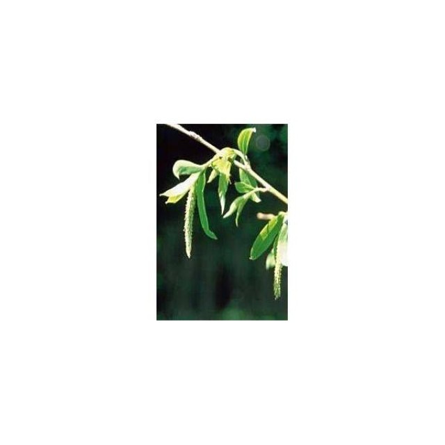 BACH REMEDIES Bach Willow