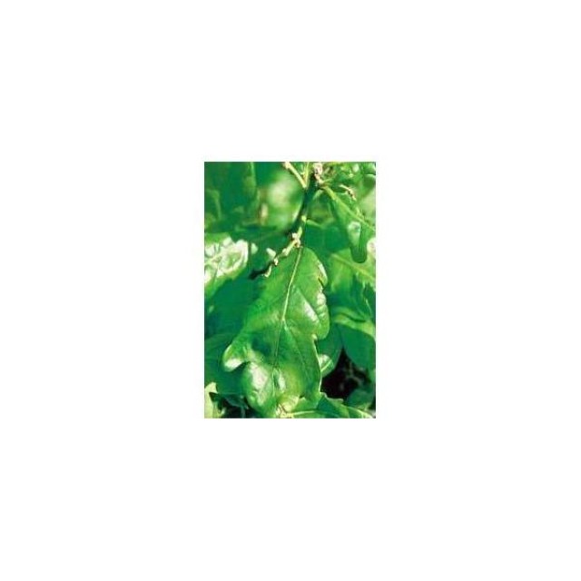 BACH REMEDIES Bach Oak 20 Ml