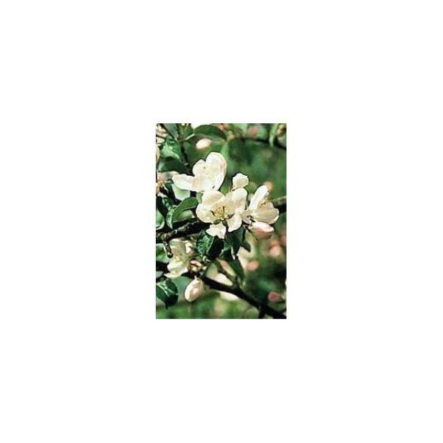 BACH REMEDIES Bach Crab Apple 20 Ml