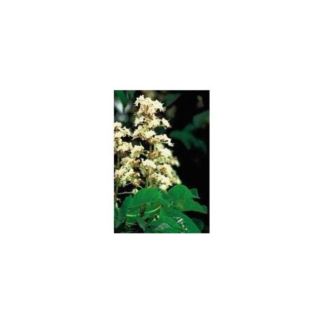 BACH REMEDIES Bach White Chestnut 20 Ml