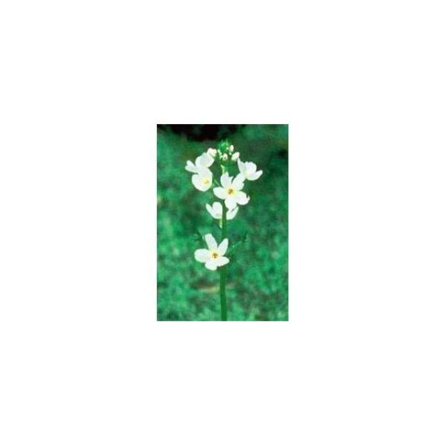 BACH REMEDIES Bach Water Violet 20 Ml
