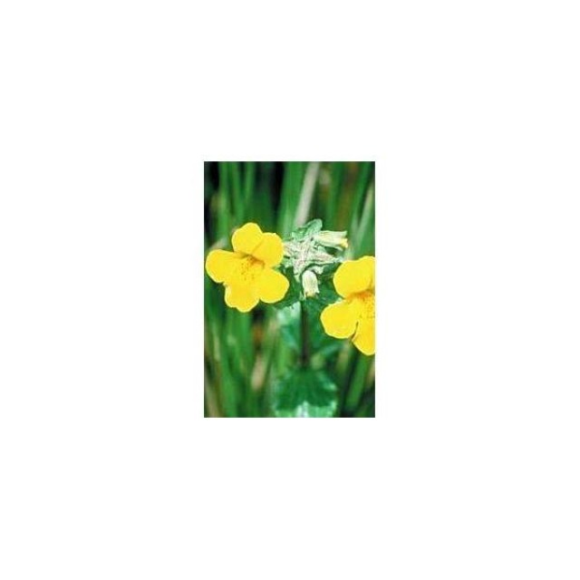 BACH REMEDIES Bach Mimulus 20 Ml