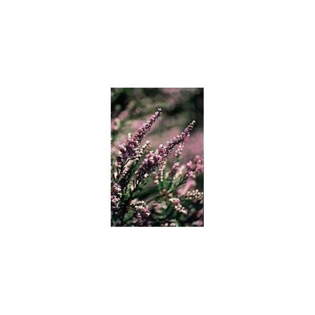 BACH REMEDIES Bach Heather 20 Ml
